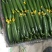 精品水果小黄瓜大量有货价格实惠欢迎选购