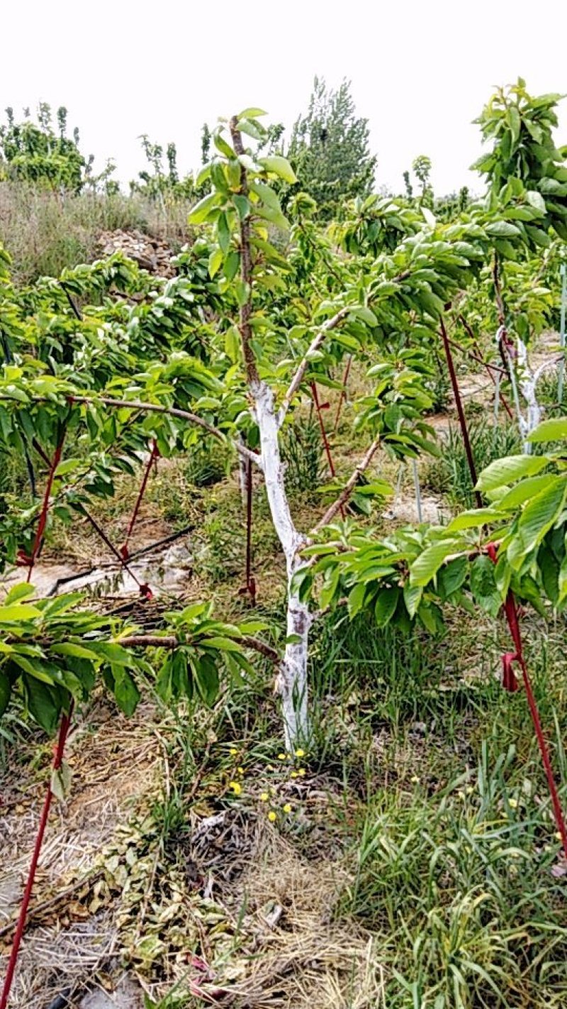 六年美早大樱桃苗木适合大棚用户