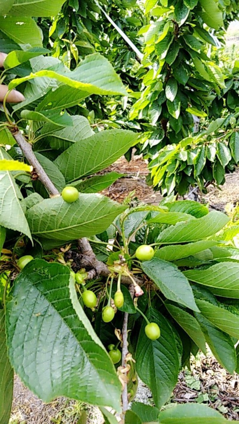 六年美早大樱桃苗木适合大棚用户