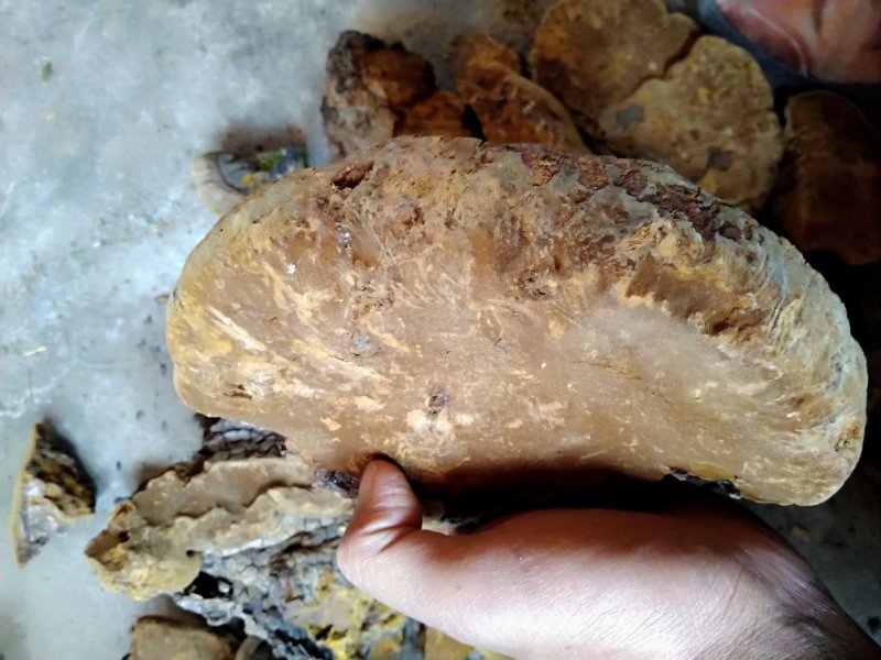 桑黄，深山采集正品好货，量不大，选货价高，均为统货价