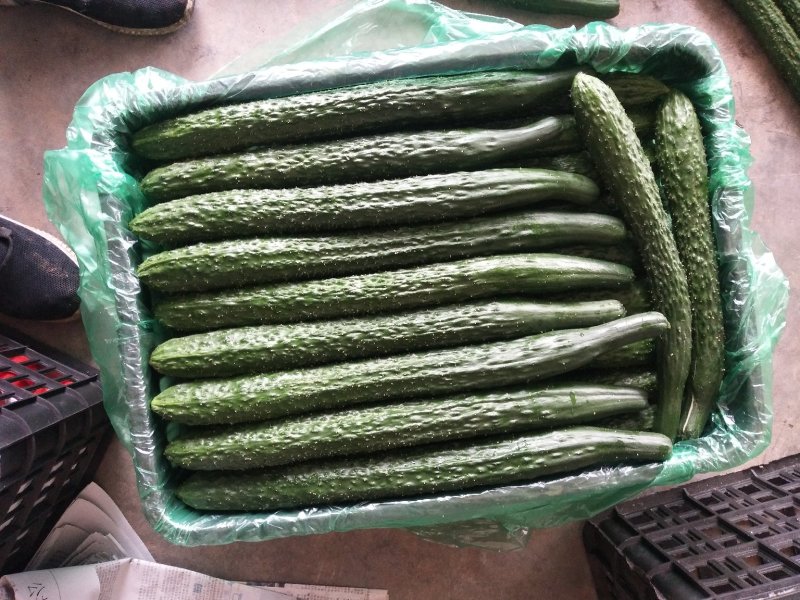 刺黄瓜干花带刺22~25公分