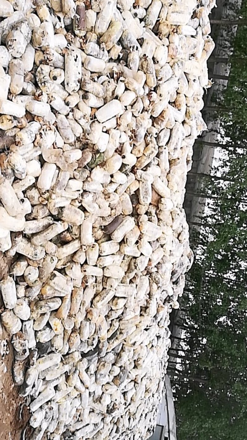废菌棒大量供应