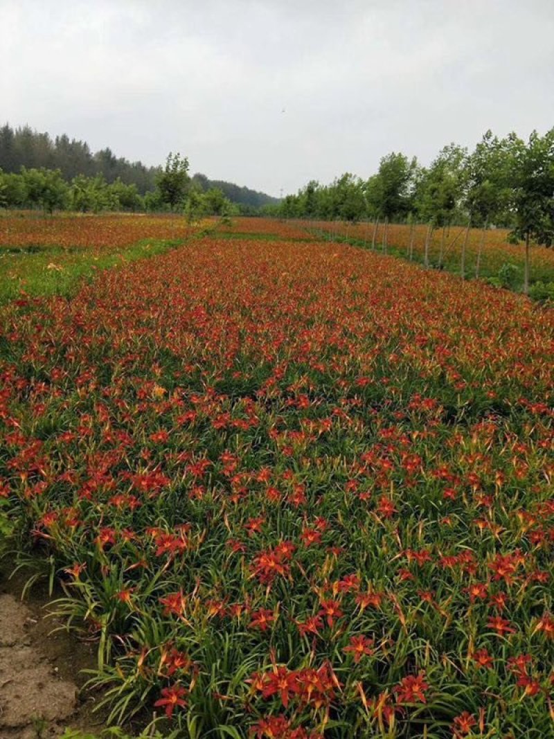 辽宁开原红宝石萱草小苗红百合红娃娃萱草杯苗繁育基地