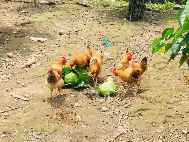 正宗清远鸡，广东省内顺丰包邮