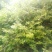 野生金银花