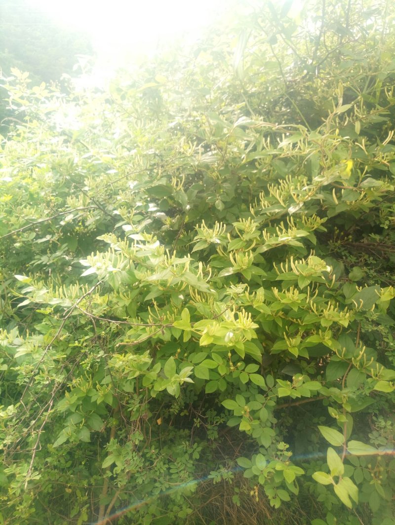 野生金银花