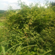 野生金银花