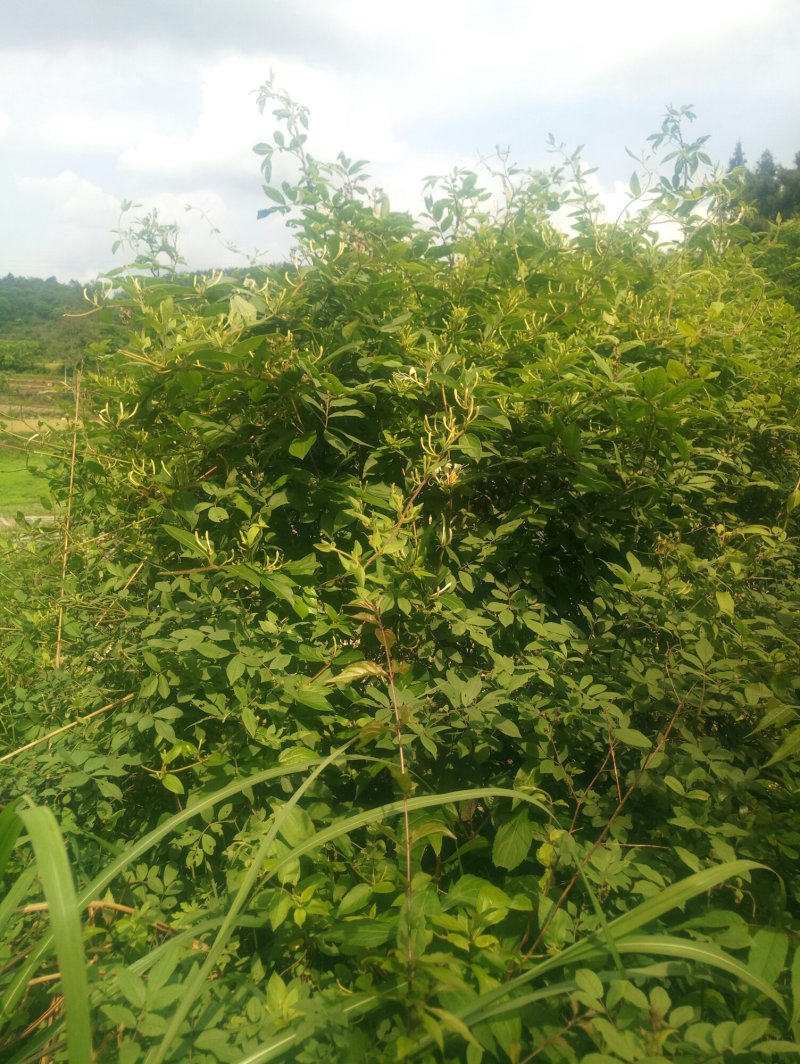 野生金银花