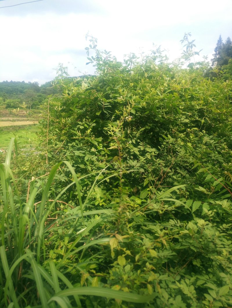 野生金银花