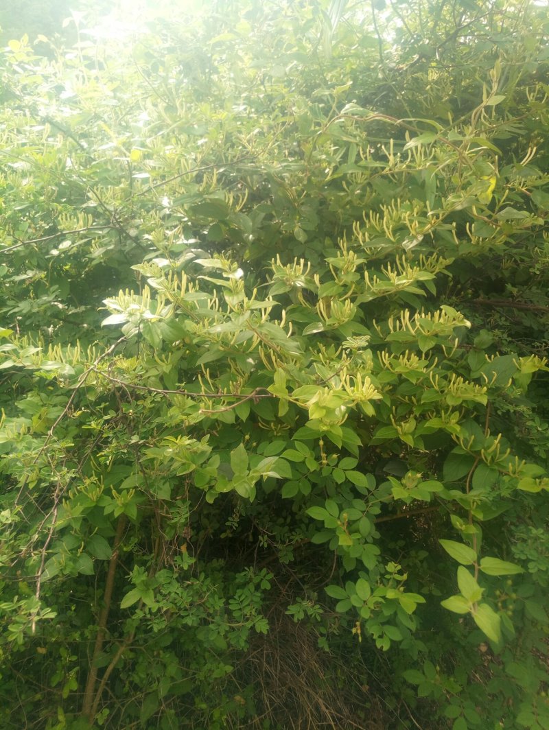 野生金银花