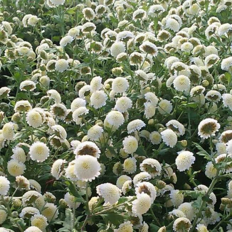农家自种植菊花茶手工挑选