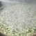 农家自种植菊花茶手工挑选