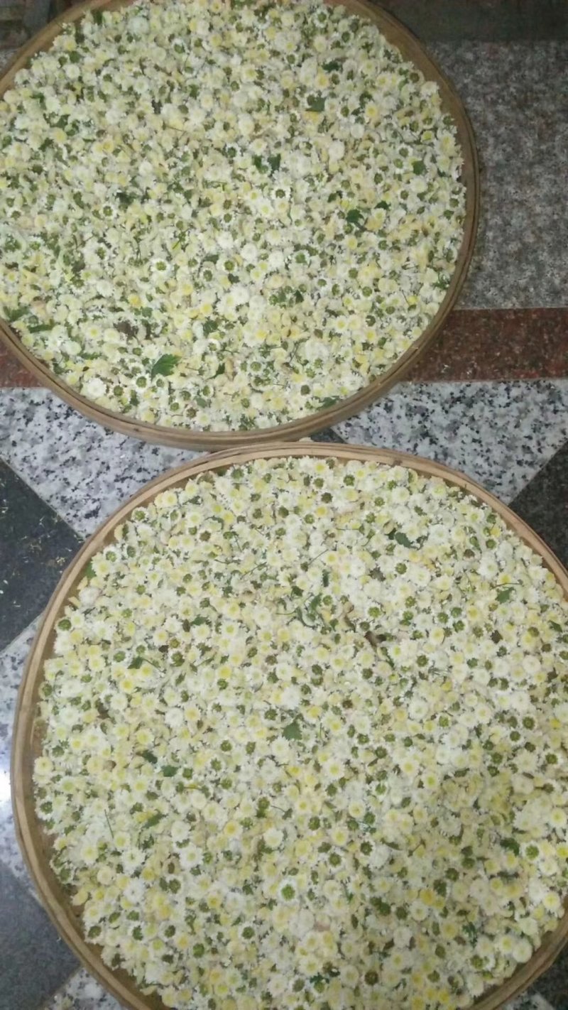 农家自种植菊花茶手工挑选