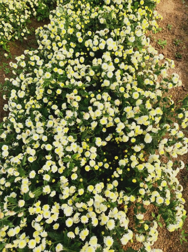 农家自种植菊花茶手工挑选
