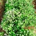 农家自种植菊花茶手工挑选