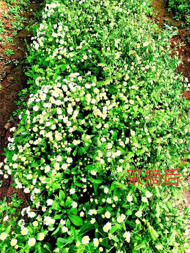 农家自种植菊花茶手工挑选