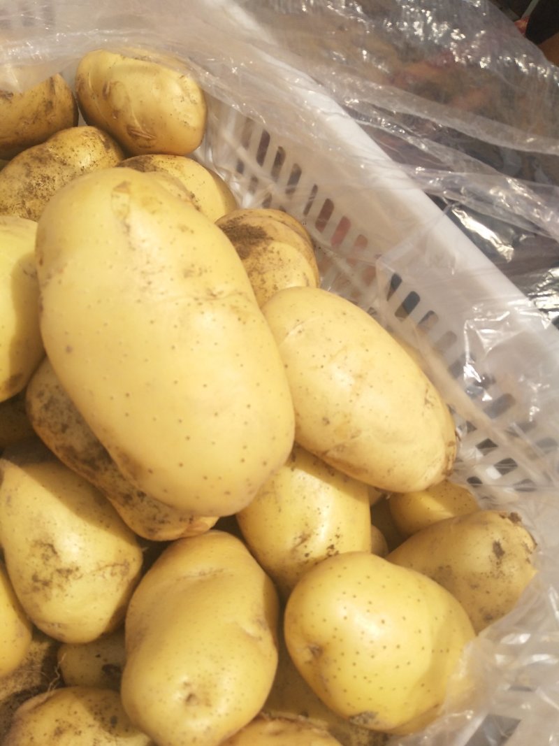 荷兰十五土豆滕州新土豆，精品