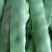 黑龙江新开园豆角油豆角质量好价格低提供空运服务
