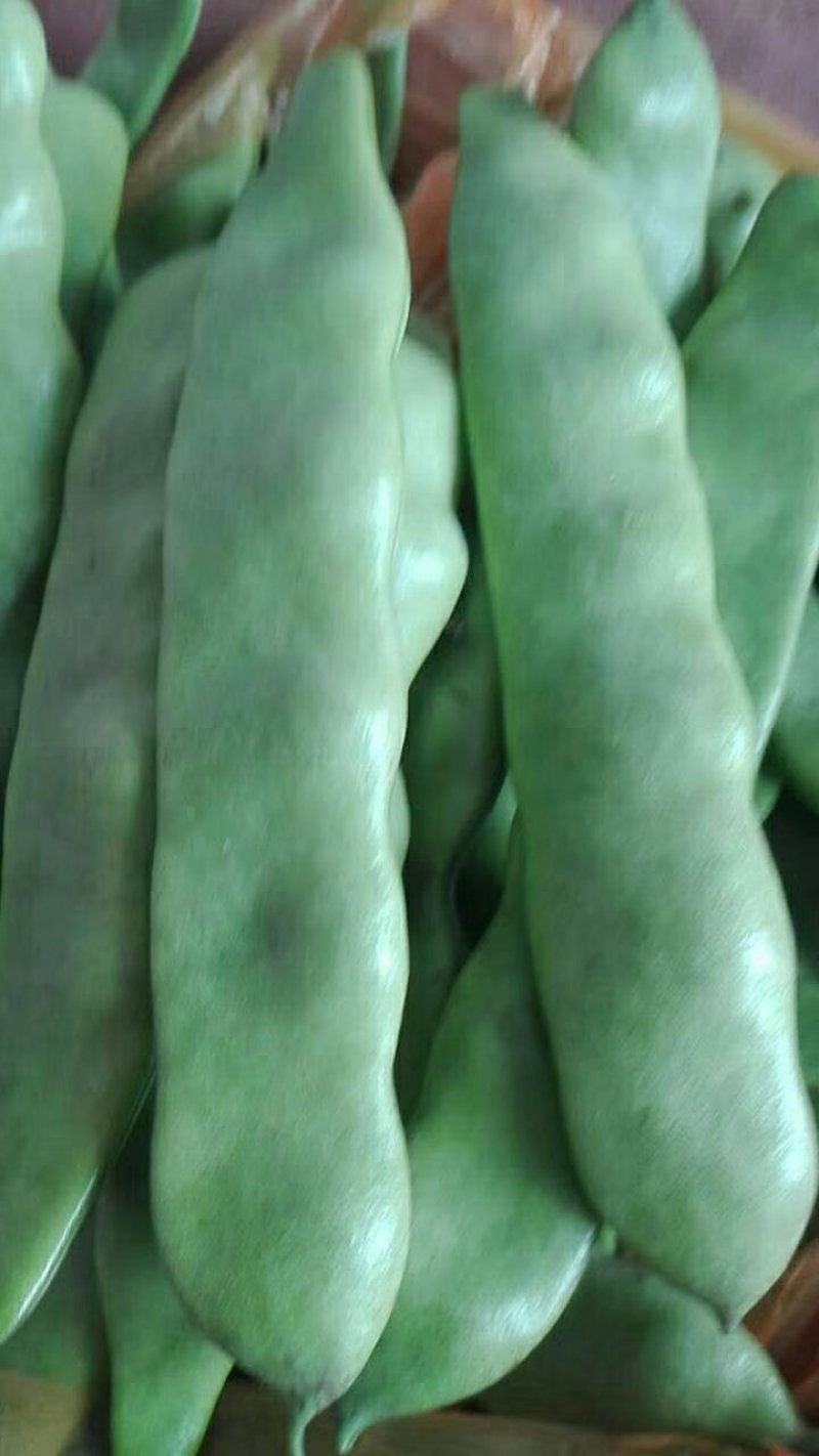 黑龙江新开园豆角油豆角质量好价格低提供空运服务
