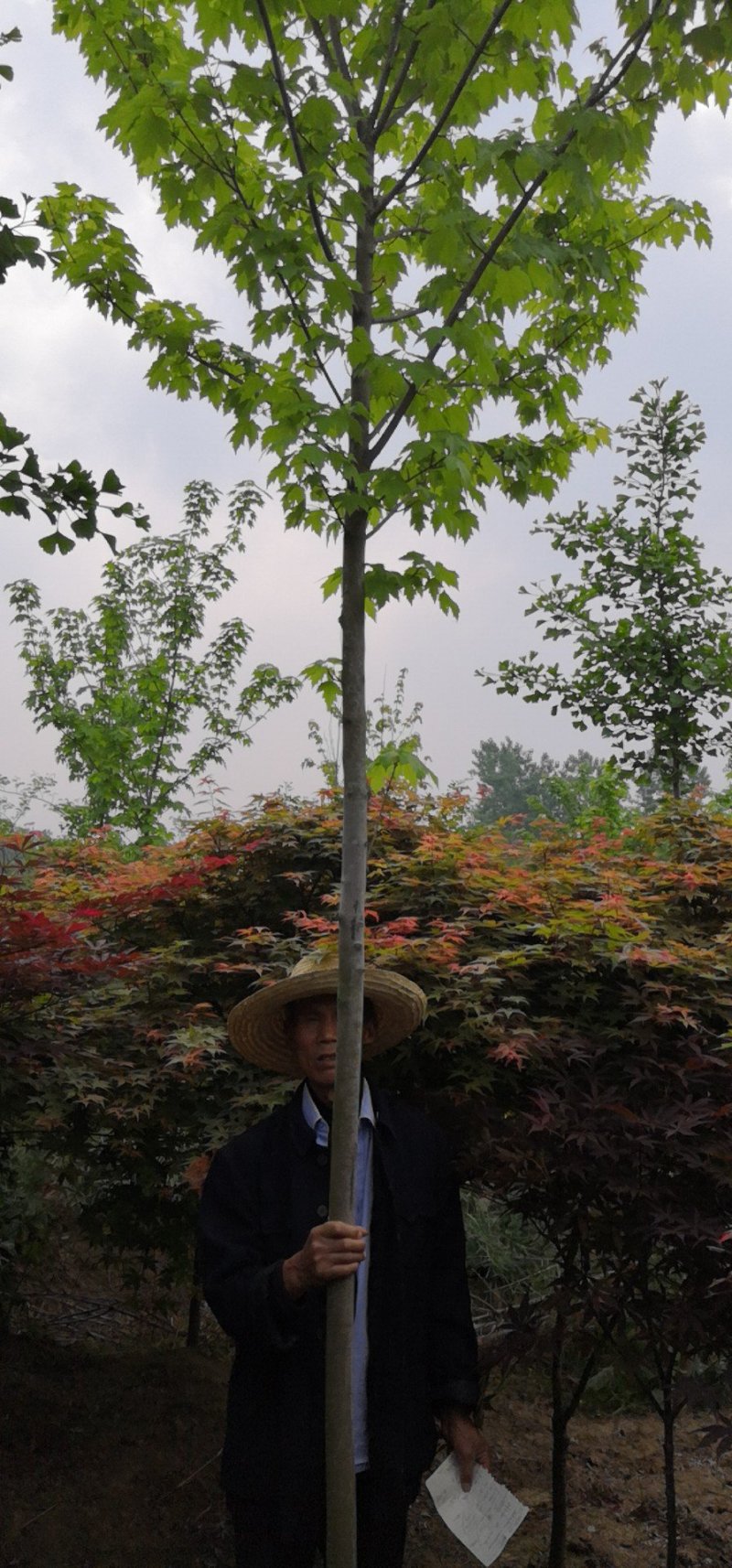 红枫