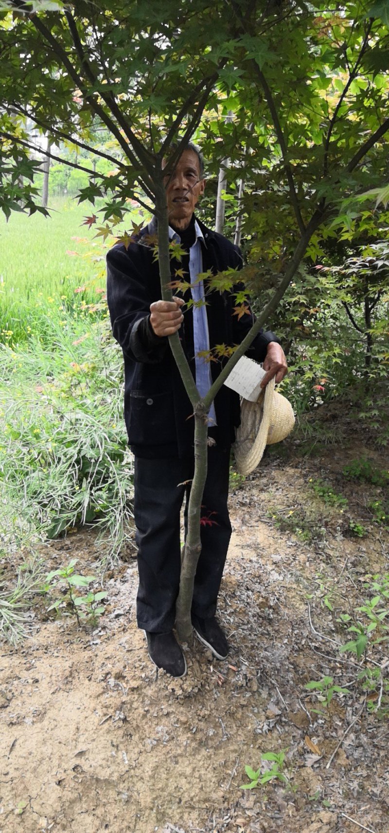 红枫