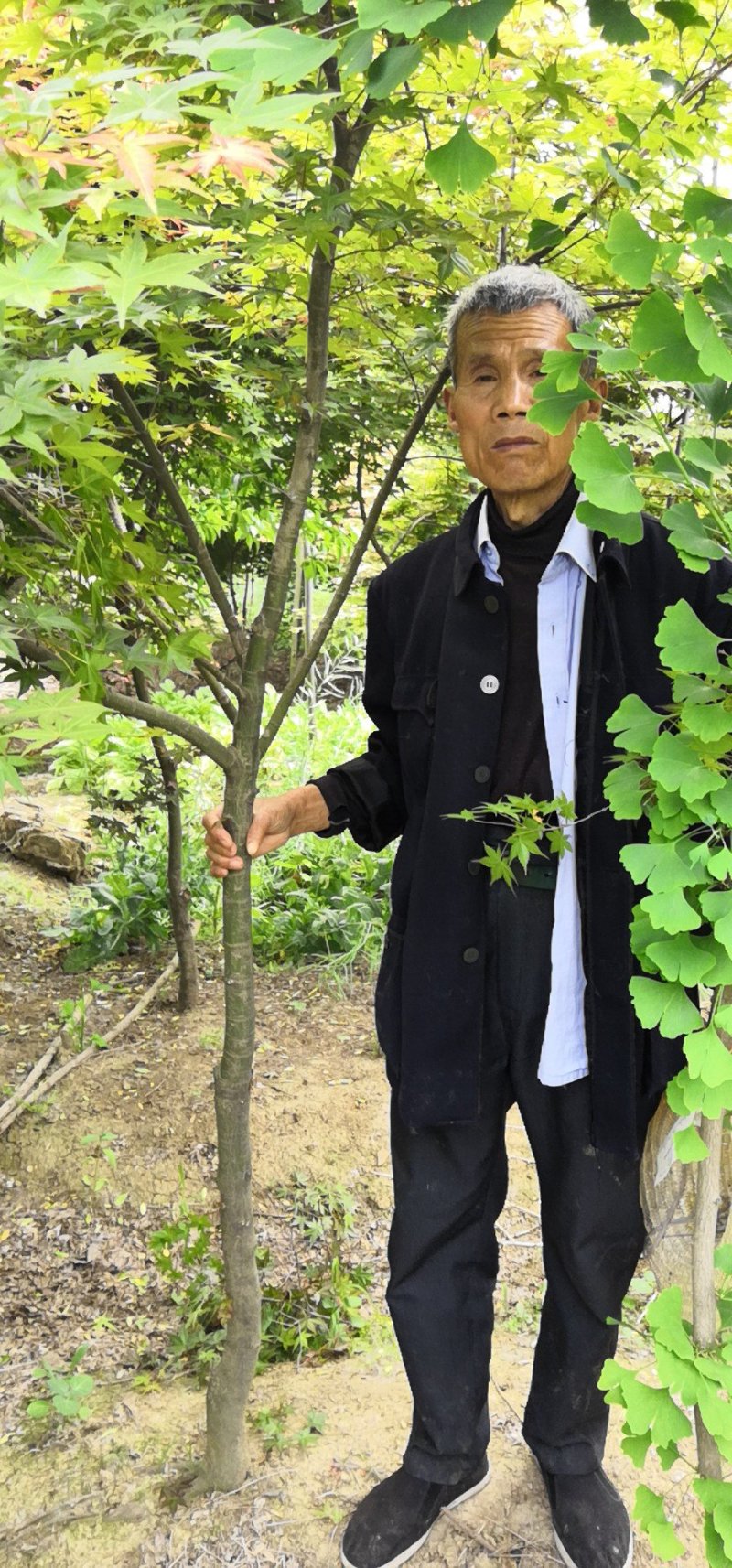 红枫