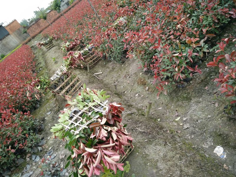 红叶石楠16杯，高70.冠30-50