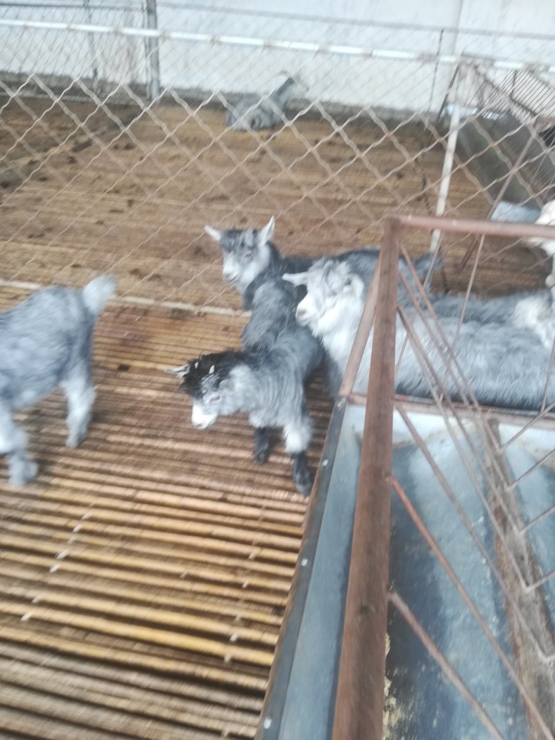 青山羊，青山羊养殖，青山羊价格，青山羊羊羔，青山羊养殖场