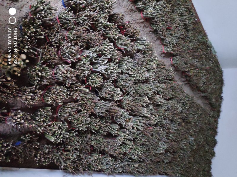 江西中花吴茱萸苗价格好商量
