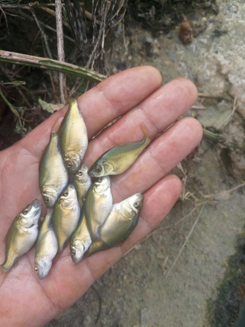 出售鲫鱼苗(杂交鲫鱼，白容鲫，中科三号，鲤鲫……)