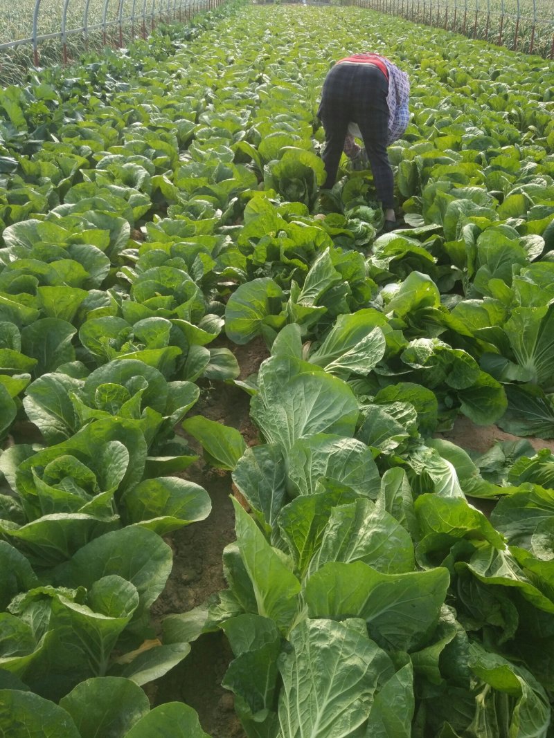 岱岳区范镇黄心大白菜