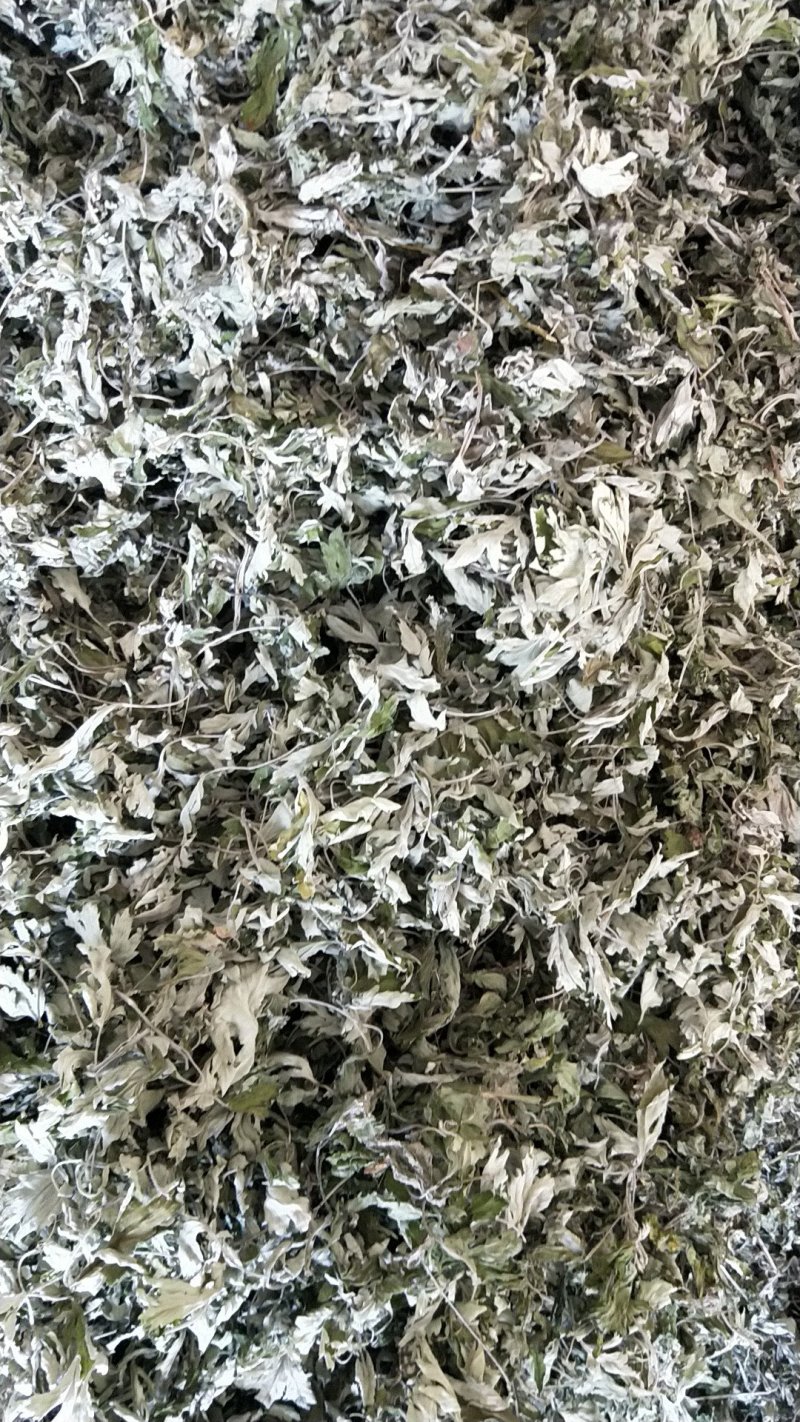艾叶，品质保证，大量有货，欢迎大家来电咨询