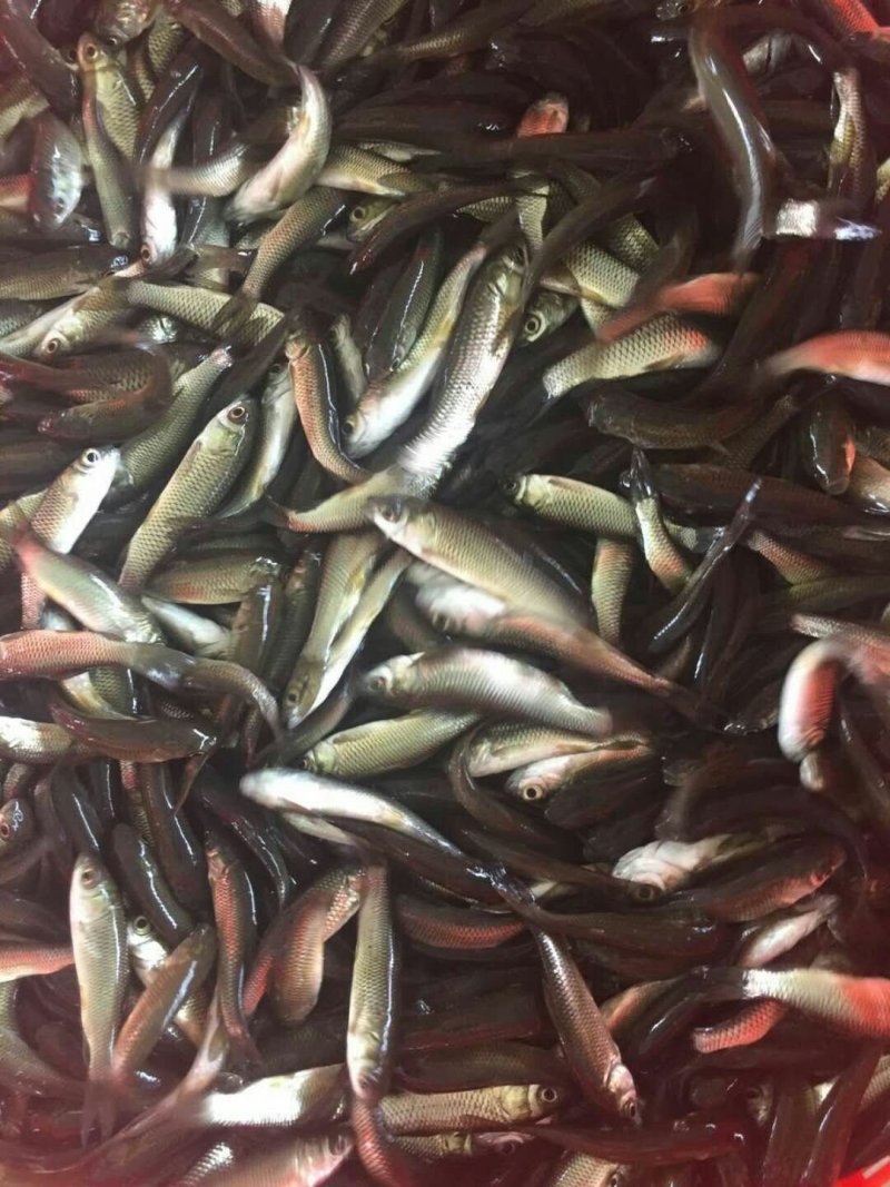 草鲩鱼苗鲩鱼苗四大家鱼苗淡水养殖活体鱼苗(基地直供）水花