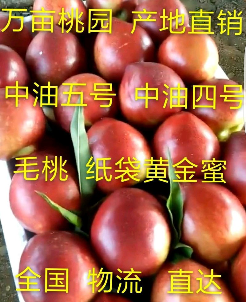 大棚油桃产地供应，供生鲜超社区团购、货源充足，全国代发。