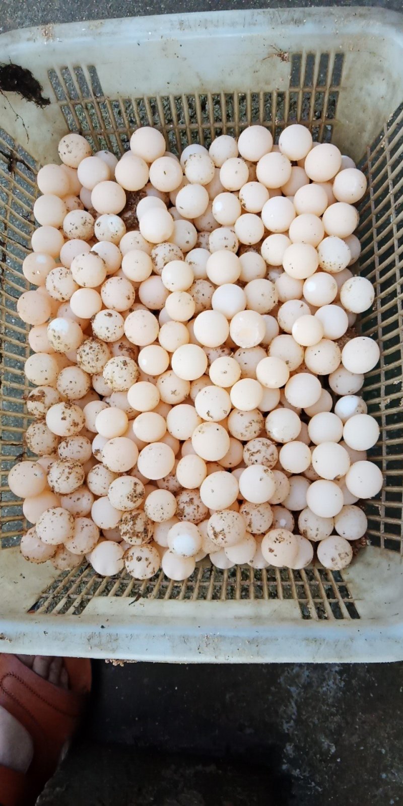 鳖苗，