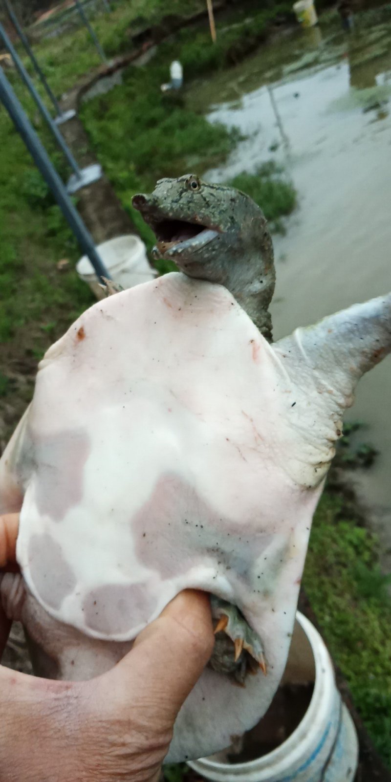 鳖苗，