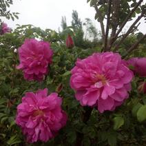 平阴玫瑰花蕾，花冠茶