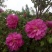 平阴玫瑰花蕾，花冠茶