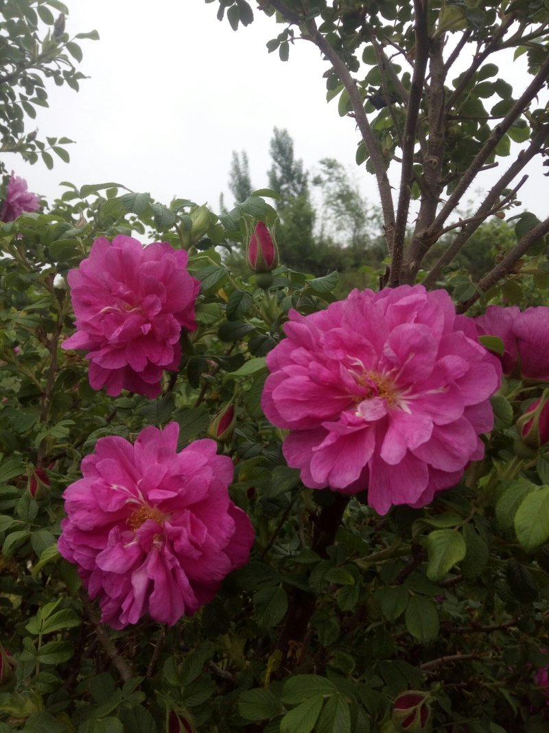 平阴玫瑰花蕾，花冠茶