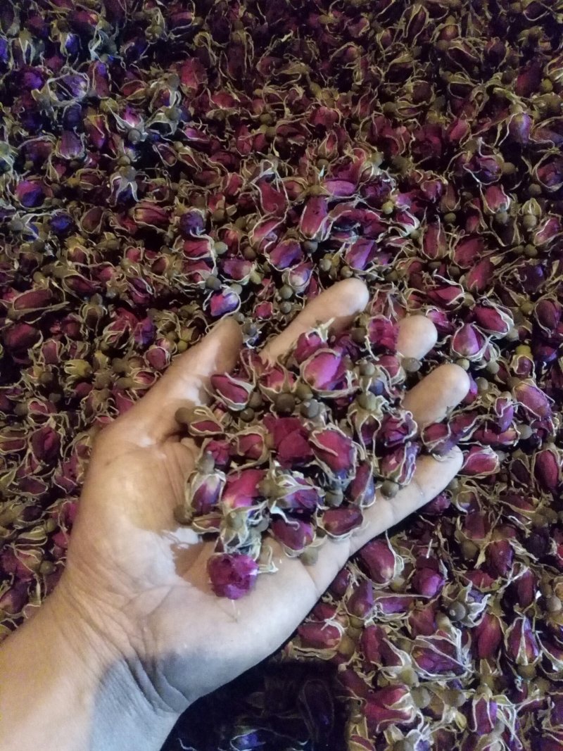 平阴玫瑰花蕾，花冠茶