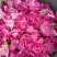 平阴玫瑰花蕾，花冠茶
