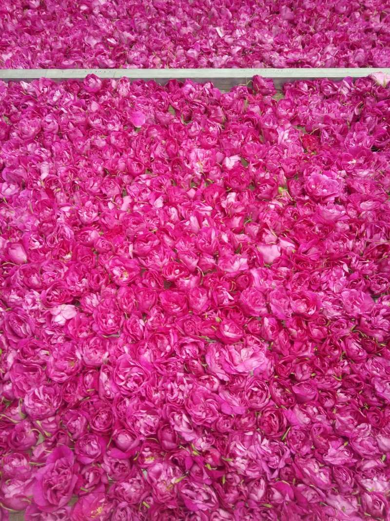 平阴玫瑰花蕾，花冠茶