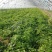 荷兰土豆大量上市