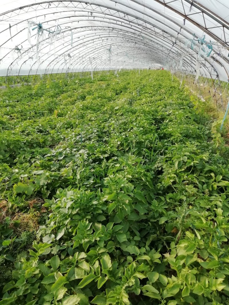 荷兰土豆大量上市