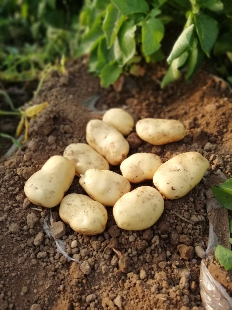荷兰土豆大量上市