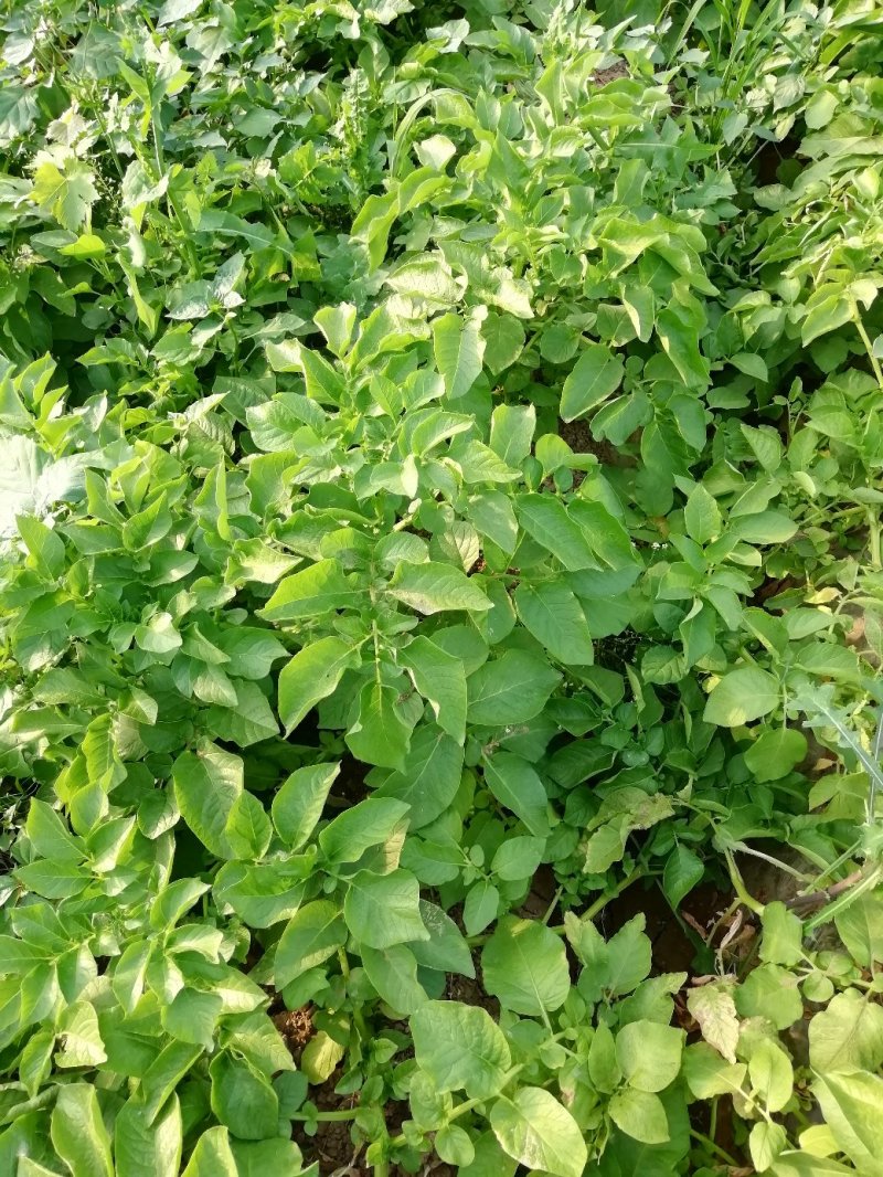 荷兰土豆大量上市