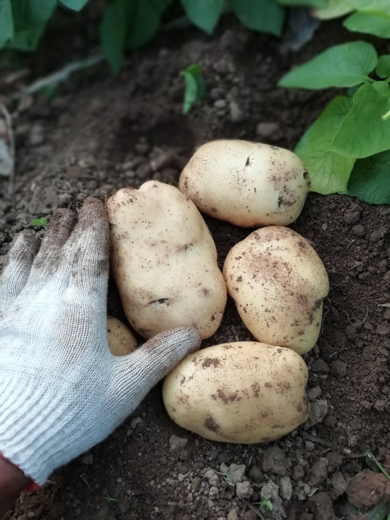 荷兰土豆大量上市