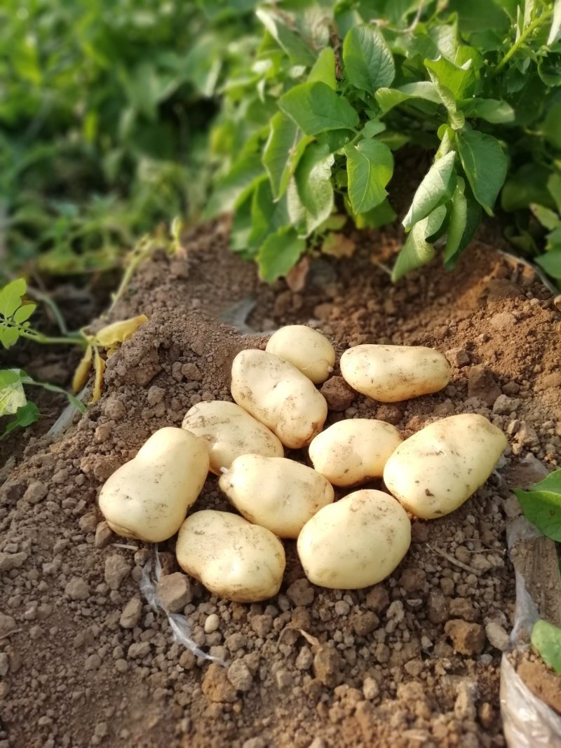 荷兰土豆大量上市