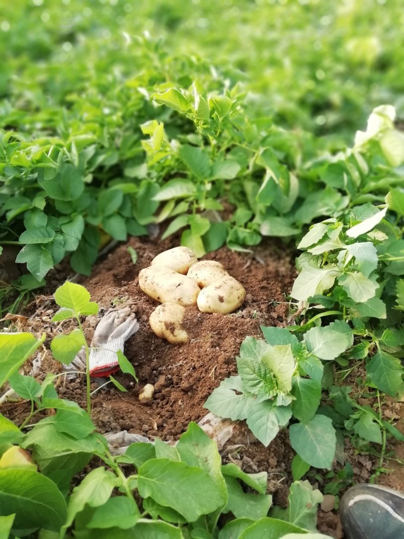荷兰土豆大量上市