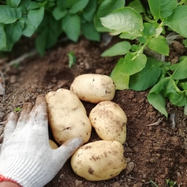 荷兰土豆大量上市